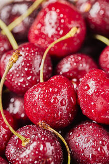 Close-up of fresh cherries with water drops - TETF02074