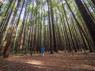 New Zealand, Bay of Plenty, Rotorua, Person hiking in redwood forest - TETF02076