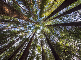 New Zealand, Bay of Plenty, Rotorua, Low angle view of redwood forest - TETF02077