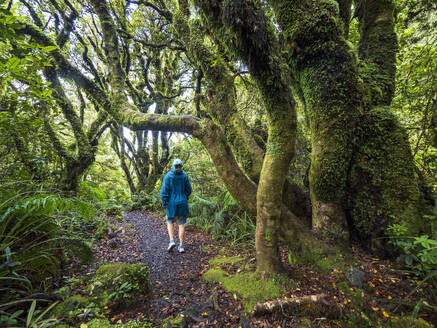 New Zealand, Taranaki, Egmont National Park, Hiker walking in forest - TETF02084