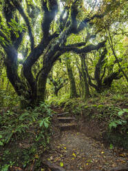 New Zealand, Taranaki, Egmont National Park, Stairs in forest - TETF02086