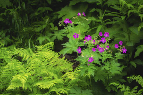 Ukraine, Ivano Frankivsk region, Verkhovyna district, Dzembronskie waterfalls, Close-up of pink flowers in lush foliage - TETF02095