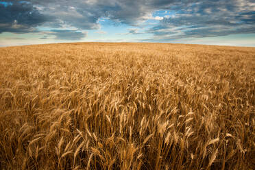 United States, South Dakota, Large wheat field and clouds - TETF02105