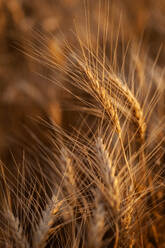 Close-up of wheat growing in field - TETF02106