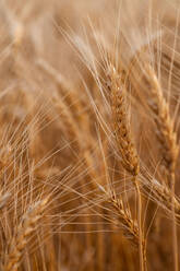 Close-up of wheat growing in field - TETF02107
