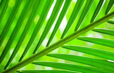 Close-up of tropical green leaf - TETF02201