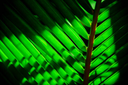 Close-up of tropical green leaf - TETF02202