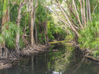 Australia, Queensland, Agnes Water, Lush trees along narrow creek in forest - TETF02212