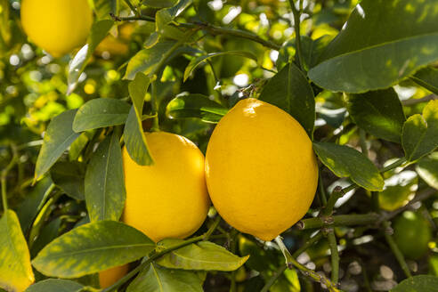 Ripe lemon hanging on branch - TETF02216