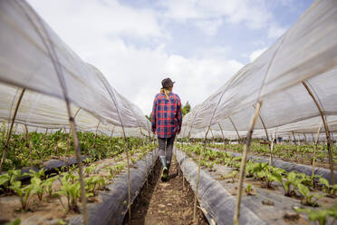 Young farmer walking in vegetable farm under sky - IKF00931