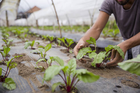 Farmer planting plant in vegetable farm - IKF00940