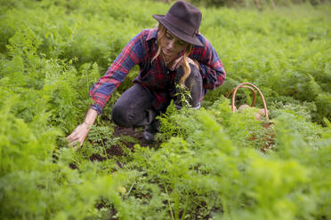 Young farmer wearing hat harvesting vegetables in farm - IKF00957