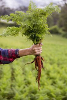 Hand eines Landwirts, der Karotten auf einem Bauernhof hält - IKF00958