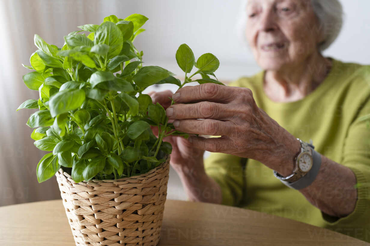 Senior woman plucking basil leaves from plant at home stock photo