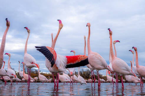 Side view of pink flamingo birds standing on water surface against blurred background in Camargue national park - ADSF44560