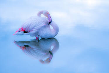 Side view of flamingo with pink plumage and long neck swimming in lake with reflection in water surface during daytime in Camargue national park - ADSF44561