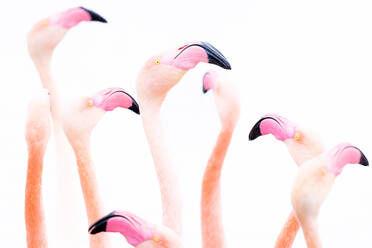 Flock of pink flamingo birds with long neck and beak looking up while standing against white background - ADSF44562