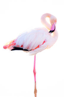 106,000+ Pink Flamingo Stock Photos, Pictures & Royalty-Free Images -  iStock