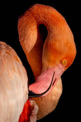 Side view of flamingo with pink plumage and long neck cleaning feather with upside down head against black background - ADSF44564