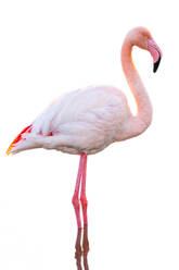 Side view of flamingo with pink plumage and long neck looking away while standing against white background - ADSF44565