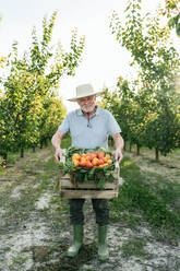 Full length of delighted senior male farmer in casual clothes and straw hat smiling and looking at camera while demonstrating wooden crate with ripe fresh organic apricots in countryside - ADSF44574