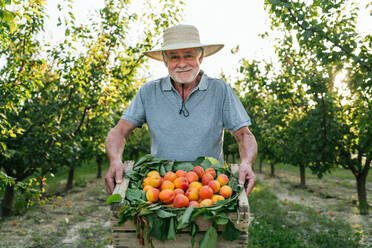 Delighted senior male farmer in casual clothes and straw hat smiling and looking at camera while demonstrating wooden crate with ripe fresh organic apricots in countryside - ADSF44575