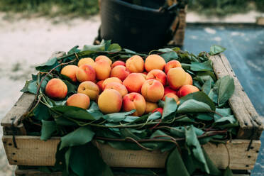 Pile of fresh ripe sweet harvested apricots collected into wooden crate leaned on tree in countryside - ADSF44576