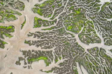 From above drone view of green lush with river estuary on wetlands - ADSF44605