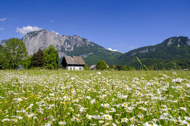 Österreich, Steiermark, Altaussee, Wildblumen blühen auf der Wiese vor der Almhütte - LBF03824