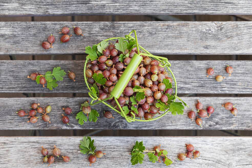 Frisch geerntete Stachelbeeren im Drahtkorb - GWF07852