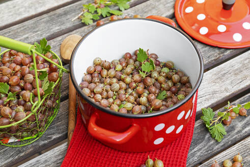 Frisch geerntete Stachelbeeren in Kochtopf und Drahtkorb - GWF07856