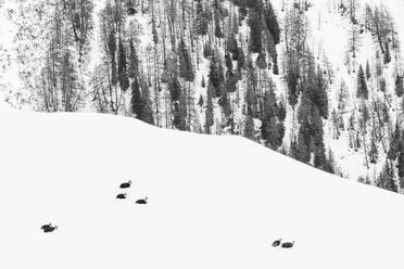 Picturesque view of animals herd walking on snowy mountain slope against forest with trees in winter time in Gran Paradiso National Park - ADSF44764