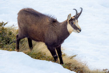 Calm wild alpine chamois with brown fur and horns walking on dry grassy lawn covered with white snow in winter nature of Gran Paradiso National Park - ADSF44766