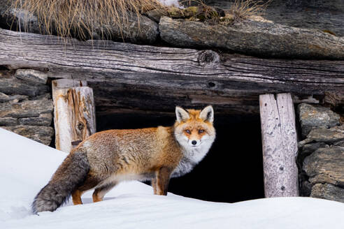 Wild red fox with long fur and fluffy tail standing looking at camera on snowy ground against wooden cabin with logs in winter nature in Gran Paradiso National Park - ADSF44767