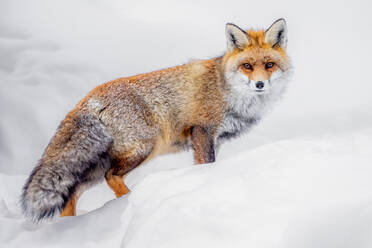 Adorable wild red fox with fluffy fur and brown eyes standing looking at camera on snowy ground in winter nature of Gran Paradiso National Park - ADSF44768