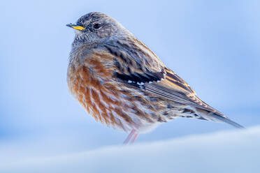 Adorable little brown alpine accentor bird with yellow beak and ornamental plumage on white background - ADSF44772