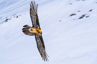 Graceful wild predatory bearded vulture soaring over snowy mountain ridge in winter nature of Gran Paradiso National Park - ADSF44773