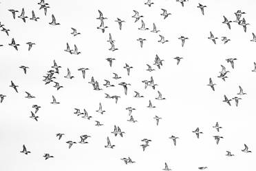 Group of black birds soaring together in flock with spread wings isolated on white backdrop - ADSF44774