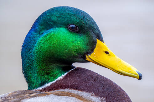 Side view of green and blue mallard with yellow beak looking away against blurred background during daytime - ADSF44775