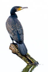 Back view of great cormorant with black feathers standing on tree trunk in pond with reflection in water surface - ADSF44777