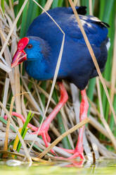 Blue Western swamphen bird with red beak and legs looking away while standing near grass in lake water - ADSF44781