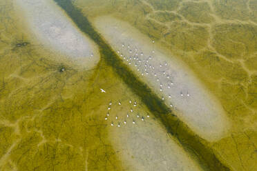 Top view of textured green background of transparent lagoon with white salt crystallization along green lines in sunlight in Humedales de la Mancha Spain - ADSF44879