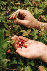 Hände eines Mannes beim Pflücken von Erdbeeren auf einem Bauernhof - ANAF01732