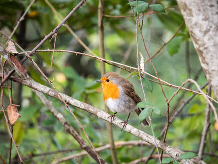 Soft focus of adorable Erithacus rubecula bird with orange and brown plumage perching on tree branch with green leaves in natural habitat - ADSF45041