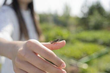 Grasshopper sitting on girl's thumb - LESF00331