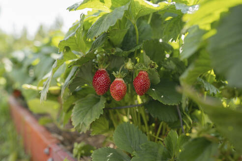 Reife Erdbeeren hängen im Garten - LESF00332