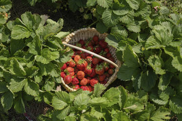 Reife Erdbeeren im Korb inmitten von Pflanzen - LESF00335