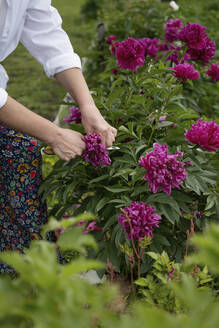 Hands of woman cutting flower in garden - LESF00337