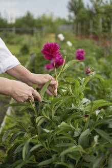 Hands of woman cutting phony flower in garden - LESF00339