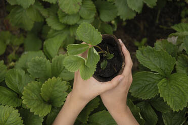 Hände eines Mädchens halten eine Pflanze im Garten - LESF00354
